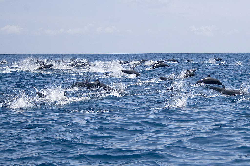 Dolphins in Costa Rica