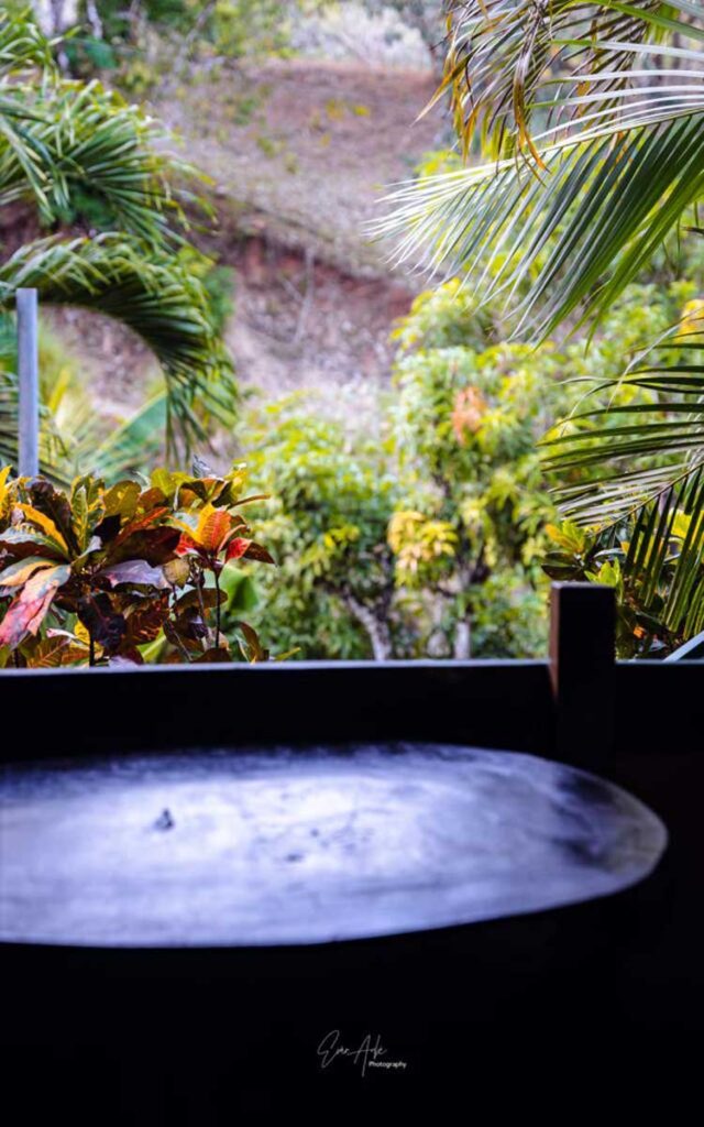 Trogon - Flor de Paraíso, Montezuma, Costa Rica